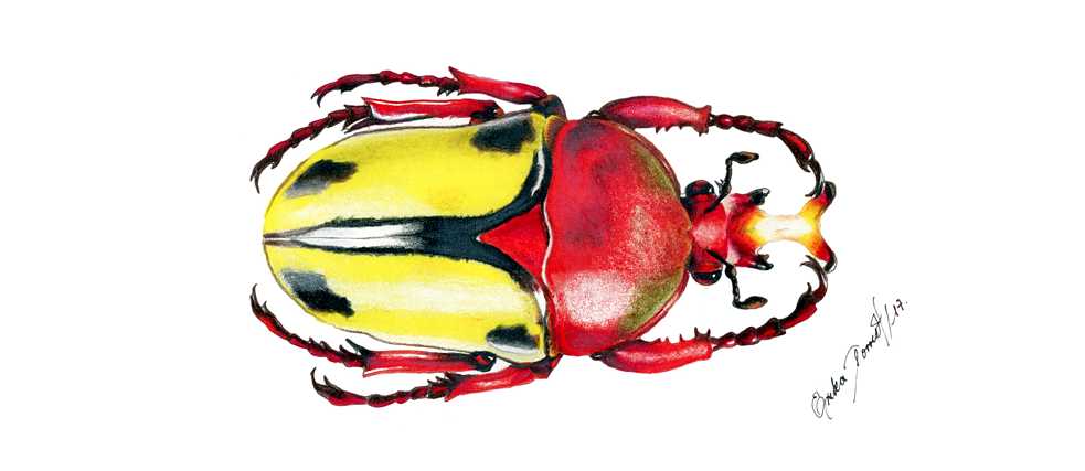Eudicella trilineata - Escarabajo