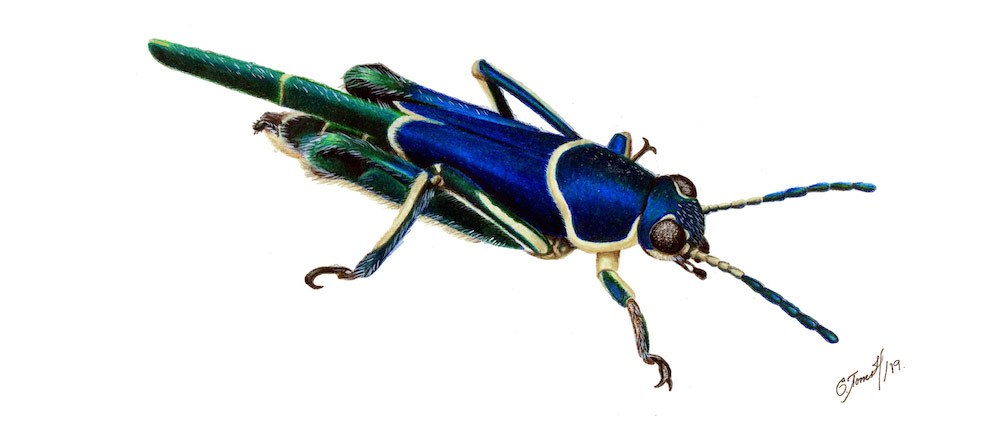 Ripipteryx limbata, Saltamontes