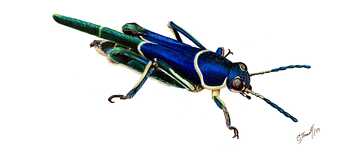 Ripipteryx limbata, Saltamontes