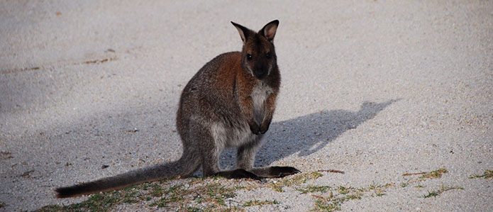 Wallaby.