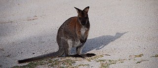 Wallaby.