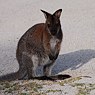 Wallaby.