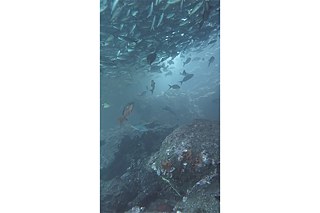 Gianfranco Foschino, Chile. “La edad de la tierra”, detalle de la instalación en la 13° Bienal de Cuenca, still de video, 2016. Cortesía del artista.