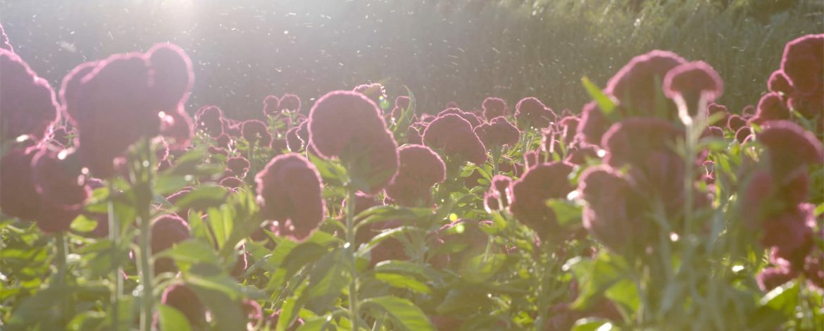 Cuando cierro los ojos