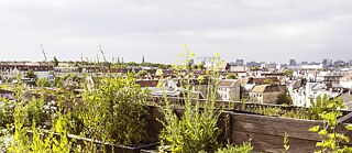 Blick von einer mit Pflanzen bewachsenen Dachterrasse über Berlin