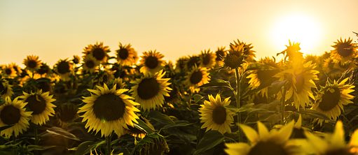 Sonnenblumen_marko-blazevic