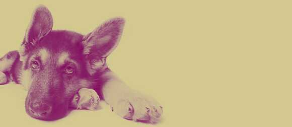 Ein dicker Hund