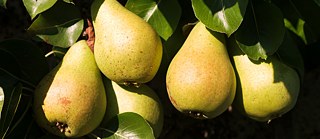 Birnbaum ©  © adobe.stock Der Birnbaum - Motiv bei Fontane