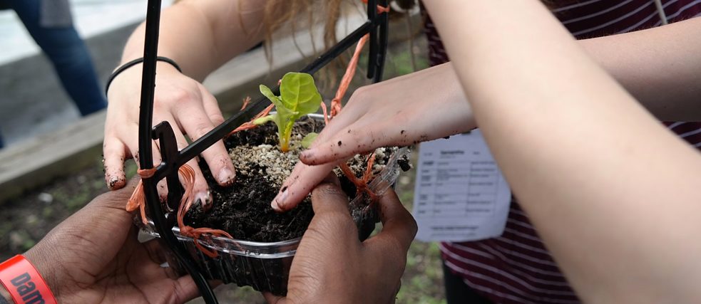 Students planting vegetables in an upcycled container