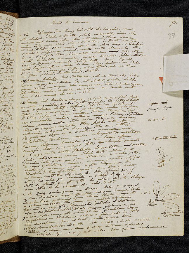 Abschnitt des Tagebuchs “Voyage d´Espagne aux Canaries et à Cumaná Obs. de Juin à Oct. 1799” des preußischen Naturforschers Alexander von Humboldt. 