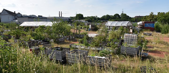 Gemeinschaftsgarten in Köln 