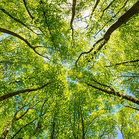 Die Kronen mehrere Laubbäume von unten fotografiert