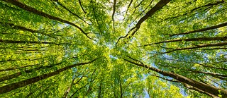 De kronen van verschillende loofbomen, van onderaf gefotografeerd