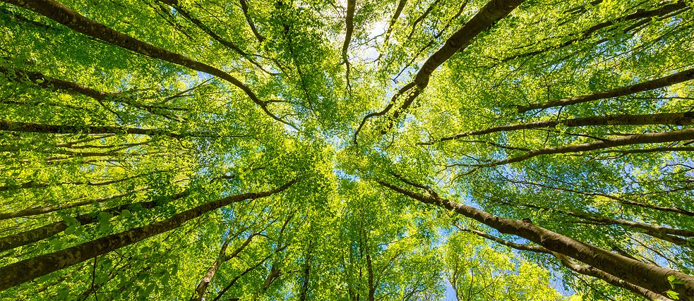 Die Kronen mehrere Laubbäume von unten fotografiert