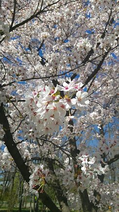 Im Park rund um den Lacul Herăstrău blühen gerade tausende Blumen und Bäume. 