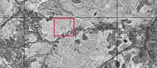 Trees, Vines, Palms And Other Architectural Moments