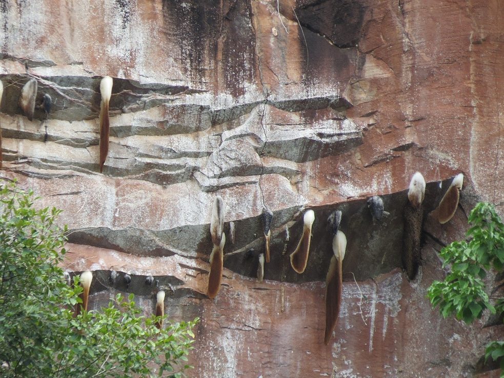 Bienenstöcke der riesigen Wildbienen an den Felswänden