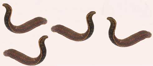Pijavka lékařská (Hirudo medicinalis)