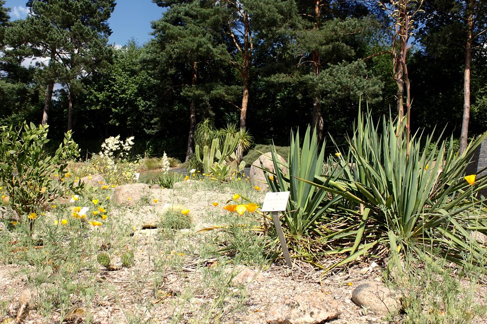 Loki_Schmidt_Garten_Wüste