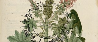 BOTANIC FICTIONS Kurzfilmabend