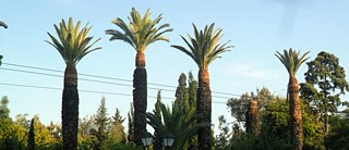 Botanic Fictions Spaziergang