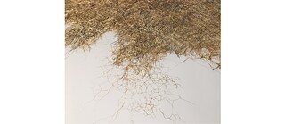 Gossamer © Dhara Mehrotra