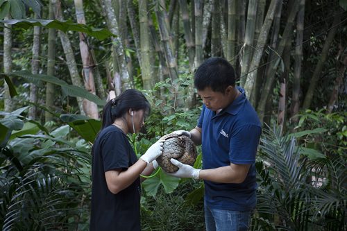 Tannenzapfentier / Pangolin (Doctor & Thai Van Nguyen, Cuc Phuong, Ninh Binh,Vietnam ), 2019