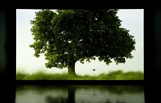 2015: The Sovereign Forest: By Amar Kanwar