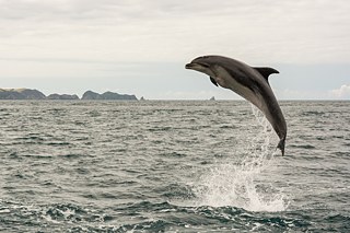 Spielender Delfin in der Bay of Islands
