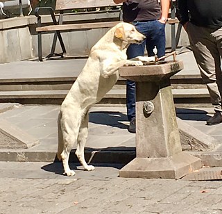 Die Tiere sind hier überall!