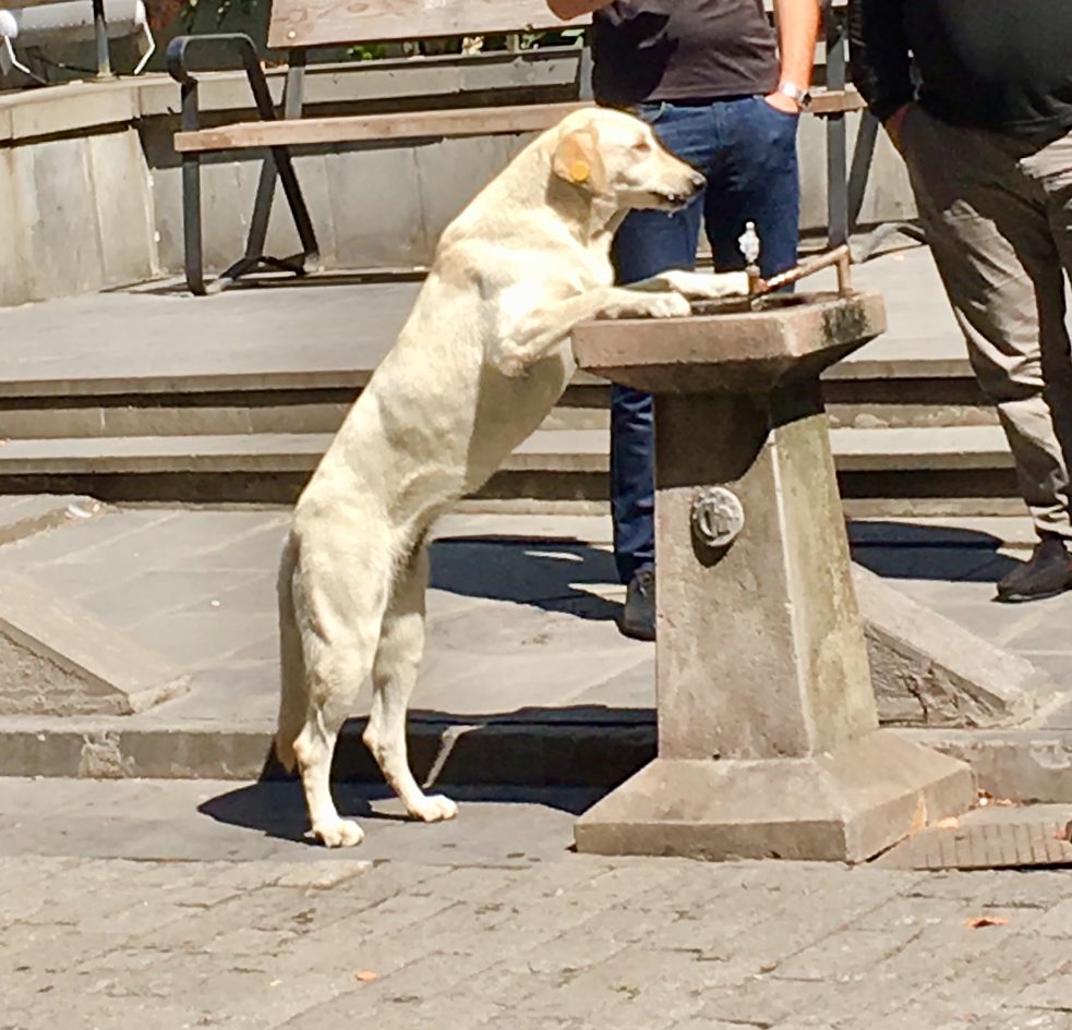 Die Tiere sind hier überall!