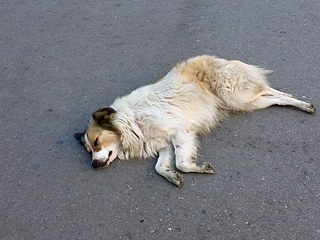 Die Tiere sind hier überall!