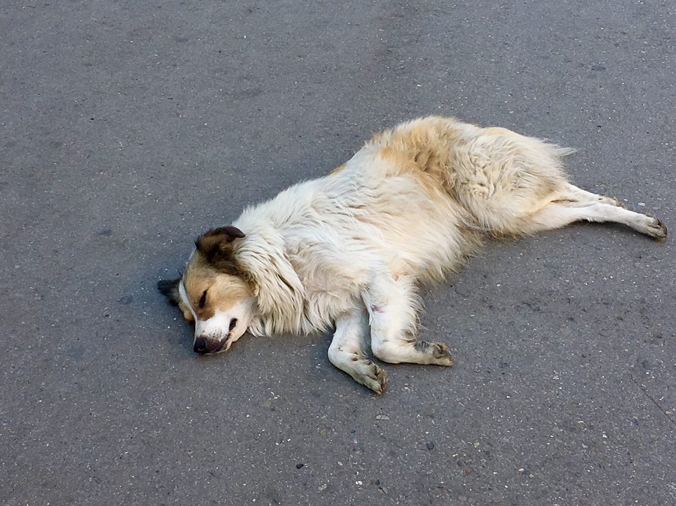 Die Tiere sind hier überall!