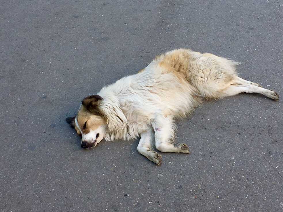 Die Tiere sind hier überall!