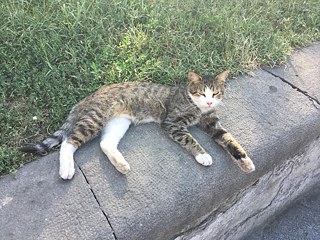 Die Tiere sind hier überall!