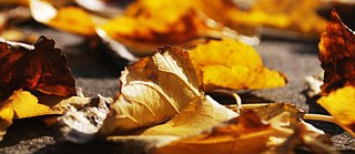 Syksyn lehtiä