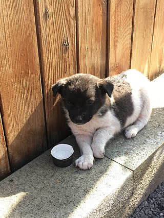 Der Welpe © © Hanna Schnittger Der Welpe