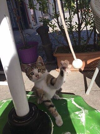 Kätzchen © © Hanna Schnittger Kätzchen