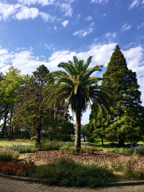 Botanischer Garten von Batumi