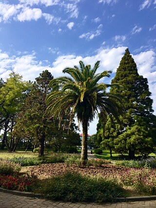 Botanischer Garten von Batumi