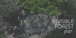 Invisible Forest