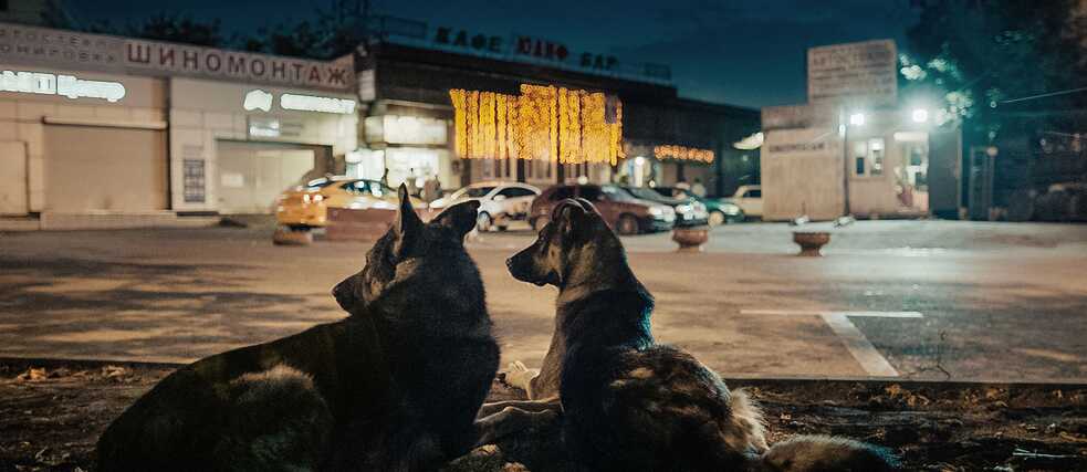 Space Dogs