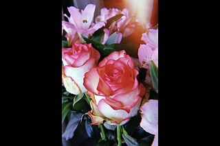 Blumen - Kimaya Sheth (BIS)