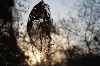 Erneuerung - Esha Mundra (BIS)