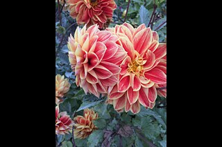 Lebendigkeit - Anaya Shroff (BIS)