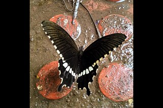Schmetterling - Meghana Yellupula (DPS)