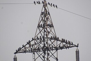 Zusammen - Liane Felix (KV Bhandup)