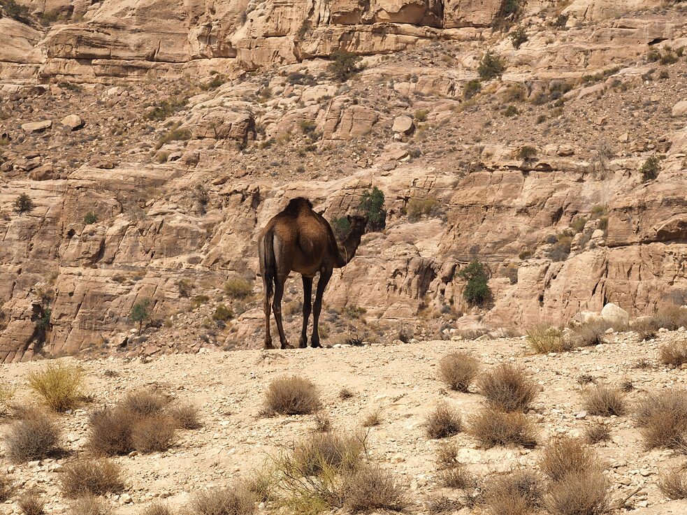 Kamel im Dana Biosphärenreservat