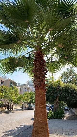 Palme