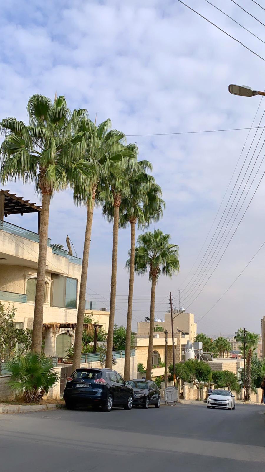 Palmen in Al-Rabieh
